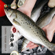 品鮮奕號海鱸魚(yú) 新鮮海捕整條活凍海鱸魚(yú) 深海魚(yú) 生鮮 鱸魚(yú) 海鮮水產(chǎn) 年貨 整條海鱸魚(yú)3條裝（1斤左右/條）