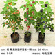 壹植四季無(wú)刺樹(shù)莓苗覆盆子金秋黃莓黑莓室內外庭院地栽南北方種植果樹(shù) 特價(jià)-紅黃黑苗20-40cm杯苗各1顆 30cm(含)-40cm(不含)