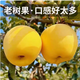 柚蘿 山東維納斯黃金蘋(píng)果新鮮孕婦水果當季現摘奶油冰糖端午禮盒年貨 精選3斤裝