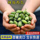 杭賢拇指西瓜種子迷你小西瓜種籽農家菜地陽(yáng)臺盆栽春夏易種植瓜果種子 拇指西瓜種子【1袋】約20粒