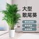 雙盟散尾葵大型綠植盆栽常青客廳辦公室除甲醛鳳尾竹1.3-1.4m源頭直發(fā)