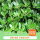 淘舞海桐樹(shù)苗庭院綠化海桐球芳香型綠籬工程苗木耐寒籬笆四季常青小苗 海桐小苗高40cm50cm100棵 50cm(含)-60cm(不含)