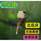 黃金螺大號凈化水質(zhì)活體清潔鮮活觀(guān)賞螺吃魚(yú)屎魚(yú)缸除草除綠藻褐藻 馬來(lái)螺7只送3只備損