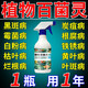 植物多菌靈殺菌劑花卉專用除菌花病康噴劑白粉病炭疽病殺蟲劑 單瓶【500ml】帶噴頭