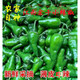 顏曼箐江西特產(chǎn)辣椒正宗余干小辣椒新鮮鮮嫩辣椒現(xiàn)摘    冰袋保鮮 2500g