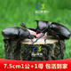 品云美寵獨角仙活體寵物昆蟲(chóng)甲蟲(chóng)成蟲(chóng)幼蟲(chóng)活蟲(chóng)新手入門(mén)套餐 7.5厘米公+母