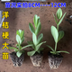 云南重瓣洋桔?；缍嗄晟尊B(yǎng)活庭院陽臺盆栽花卉四季開花大花苗 隨機大苗3顆（顏色可選） 不含盆