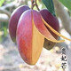 芒果苗樹(shù)嫁接特大金煌芒四季紅貴妃芒果樹(shù)苖當年結果帶土地栽盆栽 紅貴妃2年苗【帶營(yíng)養杯發(fā)貨】 90cm(含)-99cm(含)