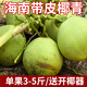 鮮友季海南文昌椰子椰青大果新鮮椰子現(xiàn)摘現(xiàn)發(fā)送開椰器和吸管孕婦水果 6枚帶皮椰子（單果3斤-5斤