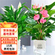 白掌盆栽一帆風(fēng)順水培植物室內花卉綠植水養紅掌粉掌 白掌+粉掌（早安盆） 含盆