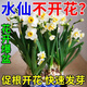 水仙花營(yíng)養液控高矮壯素水培營(yíng)養液室內客廳盆栽通用濃縮液體花肥 500ml*2瓶