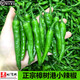 果紛客【順豐直達(dá)】正宗湖南特產(chǎn)樟樹(shù)港小辣椒當(dāng)季現(xiàn)摘青椒新鮮蔬菜整箱 5斤 精品裝【力薦】