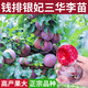 李子樹(shù)苗三華錢(qián)排銀妃紅心三月青李子嫁接盆地栽南北方種植果樹(shù)苗 錢(qián)排三華李【紅肉/大果】1棵 70cm(含)-79cm(含)