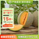 奇果出疆【順豐空運(yùn)】新疆直發(fā)哈密瓜西州蜜甜香網(wǎng)紋瓜水果新生鮮整箱批發(fā) 2-3頭（凈重8-9斤）【壞果包賠】