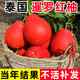 泰國暹羅紅柚三紅柚樹(shù)苗紅皮香柚子紅心純甜南北方果樹(shù)苗當年結果 推薦5年苗當年結果