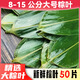 優(yōu)優(yōu)馬野生新鮮大號粽子葉農家箬竹葉端午節包粽子50片300g±10g左右