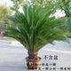 秋芊卉精品鐵樹(shù)大型盆景四季常青公母鐵樹(shù)北方室外地栽盆栽耐寒耐熱樹(shù)苗 球直徑21-22cm（樹(shù)高1.2-1.3m）1顆