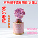 兩腿跑紫樂老樁多肉植物粉色肉肉桌面陽臺好養(yǎng)新手綠植室內(nèi)花卉盆栽禮物 sun粉系盆配木托盤：紫樂老樁