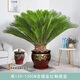 精品鐵樹(shù)盆栽大型老樁公母落地綠植陽(yáng)臺庭院旺宅喬遷送禮盆景好養 門(mén)口精品鐵樹(shù)120-130CM[福字瓷盆] 帶盆載好送貨上門(mén)