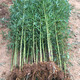 惜軒堂竹子苗庭院植物紫竹金鑲玉羅漢竹北方耐寒四季常青大型地栽青竹苗 青竹一棵 2公分