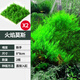 瘋狂水草魚缸水草植物莫斯珊瑚水草活體凈化水質(zhì)陰性造景增氧鋪底水培植物 【拍一發(fā)二】火焰莫斯