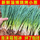 思蔬正宗山東章丘淄博燒烤小蔥現摘蘸醬生吃脆白甜大 1000g
