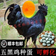 芊姹芊姹原種五黑雞種蛋可孵化純種五黑一綠烏骨雞受精蛋五黑鳳烏雞蛋 10枚