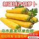 奇果出疆新疆特產(chǎn)抓飯黃蘿卜水果胡蘿卜農(nóng)家非有機新鮮蔬菜 5斤黃蘿卜