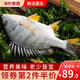 海鮮頌[東山館]冷凍黃翅魚 黃鯛魚 黃雕魚 東山島 黃魚 海鮮水產(chǎn) 500g