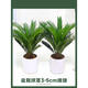 手耕田鐵樹盆栽大型龍鐵樹綠植盆景客廳室內(nèi)旺宅樹苗樹木大盆植物除甲醛 精選鐵樹球莖3-5cm原盆雌雄一對 含盆