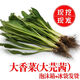 泰國大香菜傣族云南野菜香菜廣西香菜新鮮刺芫荽刺芹老緬芫荽野菜 帶根0.5斤