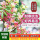 文冠花樹(shù)苗正宗狀元花果樹(shù)苗濃香型庭院室內外耐寒四季當年開(kāi)花卉 混色彩邊漸變 狀元花三公分粗苗1顆