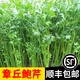 辰實【順豐】章丘鮑芹 原芹 山東芹菜農(nóng)家蔬菜清脆 現(xiàn)摘現(xiàn)發(fā) 4斤芽子（嫩一點）