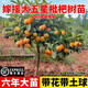大五星枇杷果樹(shù)果苗嫁接特大果無(wú)核砂糖白玉枇杷苗樹(shù)常綠庭院大樹(shù) 十年嫁接枇杷樹(shù)（帶葉帶分枝帶原土球果期帶果）