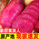 囧仙子山東紫美人蘿卜新鮮胭脂蘿卜紅皮紅肉現挖蘿卜蘿卜5斤紅芯蘿卜 5斤