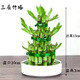 意軒富貴竹塔節節高水培植物盆栽竹子觀(guān)音竹發(fā)財轉運寶塔竹桌面盆景 三層竹塔+陶瓷盆