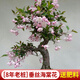 花翁盆栽花卉綠植盆景 (8年3cm老樁)精品垂絲海棠花+肥料源頭直發(fā)