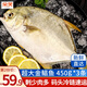 朵芙 新鮮海捕金鯧魚450-350g*3條 深海魚平魚鯧魚魚類金昌魚海鮮水產(chǎn) 碼頭直發(fā)【350g-450g*3條】