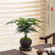 八芽文竹盆栽植物室內(nèi)客廳中式禪意盆景好養(yǎng)綠植辦公室擺件創(chuàng)意花卉 禪意盆文竹-含密胺托盤 帶盆栽好