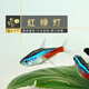 魚(yú)官兒 群游活體觀(guān)賞魚(yú)紅綠燈寶蓮燈鉆石燈魚(yú)小型熱帶魚(yú)適合新手闖缸魚(yú) 1.5-2cm中號紅綠燈50條+送5防損
