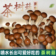 菇婆婆平菇蘑菇種植菌包菌棒盆栽食用菌種家庭趣味栽培陽臺采新鮮的蘑菇 茶樹菇【出口級-4袋裝】 袋裝