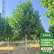 通沭法桐樹(shù)苗法國梧桐樹(shù)懸鈴木樹(shù)苗庭院綠化苗木 粗3厘米1棵源頭直發(fā)