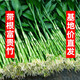 富貴竹水培植物盆栽水養(yǎng)客廳辦公室綠色吸甲醛綠蘿發(fā)財樹花卉開花 帶根招財富貴竹60厘米10棵+營養(yǎng)液