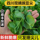 豌豆尖新鮮蔬菜現摘嫩葉菜豌豆苗農家自種時(shí)令龍須菜當季四川特產(chǎn) 豌豆尖4斤【順豐快遞】