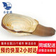 樂(lè )食港【活鮮】 加拿大鮮活象拔蚌 象鼻蚌加蚌1200-1400g1只刺身