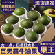 覓百果墨西哥進(jìn)口牛油果巨無(wú)霸大果新鮮水果哈斯鱷梨酪梨寶寶應當季 超級巨無(wú)霸12?！締喂?90-240g】