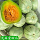 皓謙 芝麻蜜香瓜新鮮當(dāng)季頭茬瓜現(xiàn)摘薄皮脆甜孕婦甜瓜蘇北小香瓜綠寶 芝麻香瓜 3斤