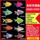 智伴熊 ZIBARBEAR天使魚(yú)小金魚(yú)活魚(yú)七彩魚(yú)燈科魚(yú)孔雀魚(yú)斑馬老虎魚(yú)小型熱帶觀(guān)賞魚(yú)活 大號3-4cm十色套餐