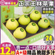 正宗王林蘋(píng)果禮盒水果新鮮5斤整箱脆甜明月青蘋(píng)果青森紅蘋(píng)果包郵R 5斤【帶箱優(yōu)選】
