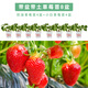 壽禾草莓苗帶土發(fā)貨大苗壽禾苗場四季帶盆栽好秋冬季批發(fā)奶油秧苗 （小白4盆+奶油4盆）草莓苗8盆